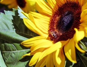 yellow and brown petal sunflower thumbnail