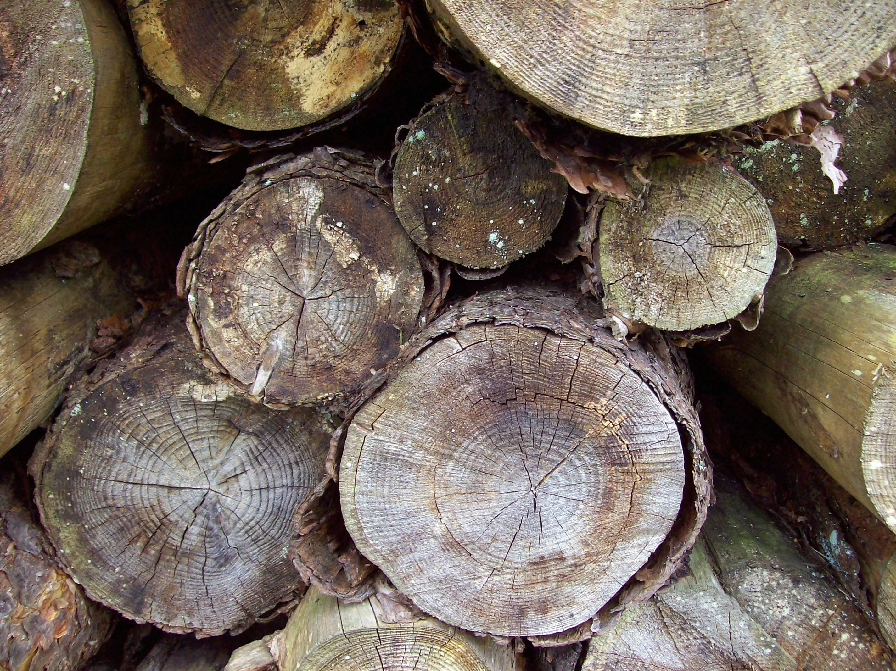 brown wood log