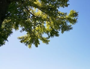 green tree during daytime thumbnail