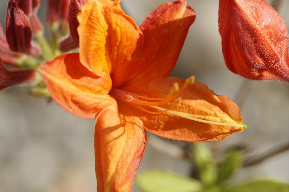 Orange, Bud, Azalea, Blossom, Bloom, orange color, close-up preview