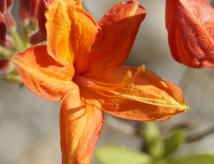 Orange, Bud, Azalea, Blossom, Bloom, orange color, close-up thumbnail