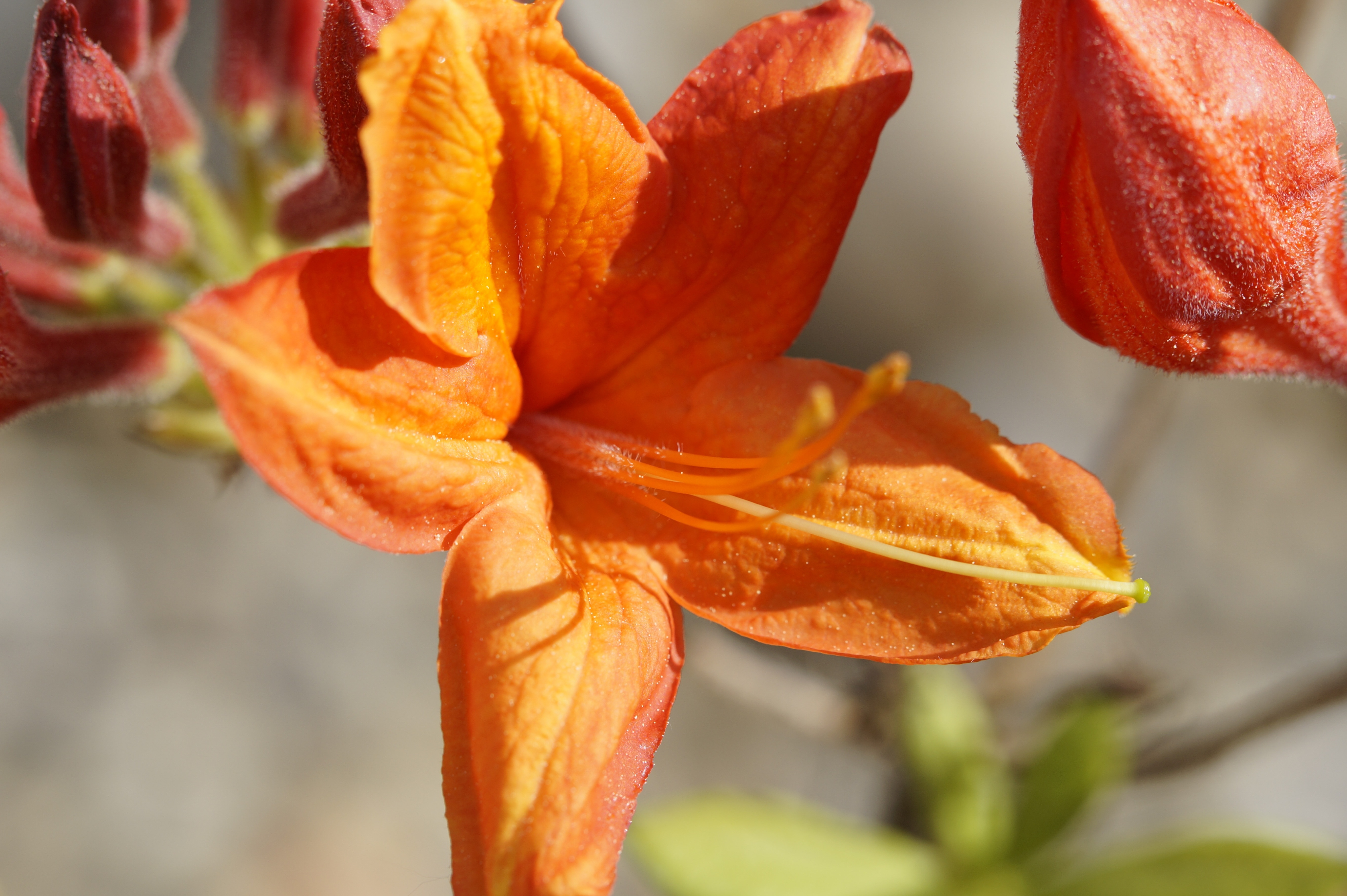 Orange, Bud, Azalea, Blossom, Bloom, orange color, close-up