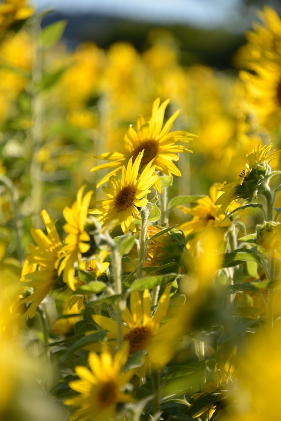 yellow sunflowers preview