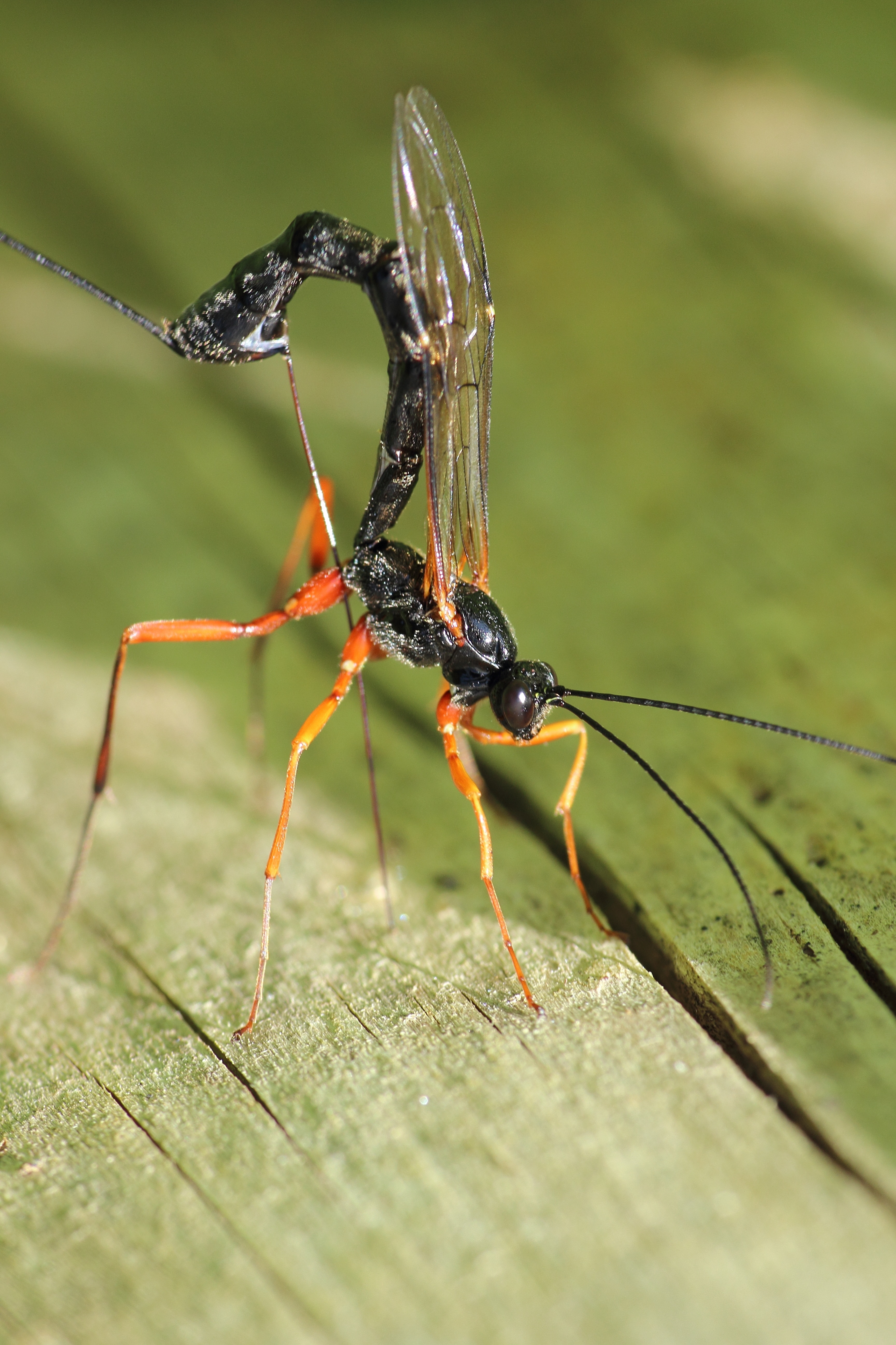 black and orange mayfly