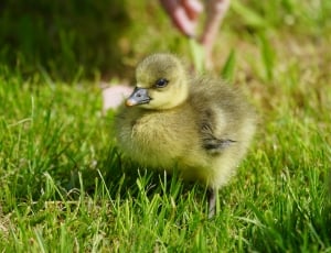 Chicken, Greylag Goose, Free Wild, grass, bird thumbnail