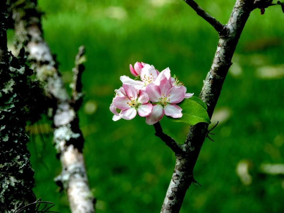 pink apple blossom preview