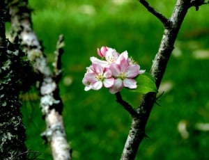 pink apple blossom thumbnail