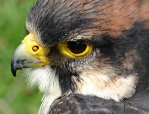 Falcon, Close Up, Bird Centre, Feathers, one animal, animal body part thumbnail