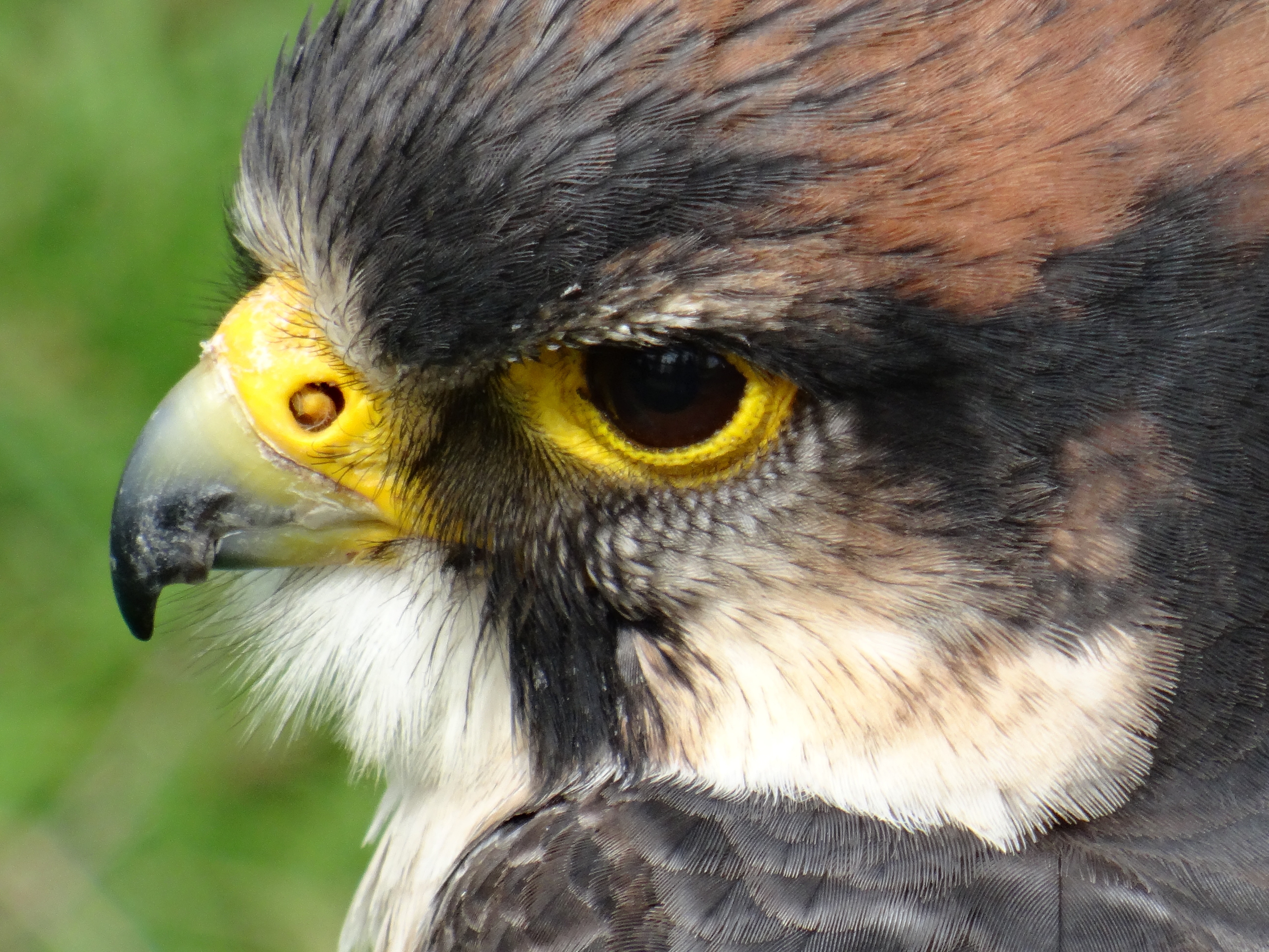 Falcon, Close Up, Bird Centre, Feathers, one animal, animal body part
