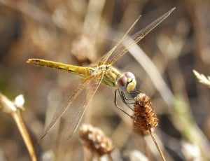 Yellow Dragonfly, Dragonfly, insect, one animal thumbnail