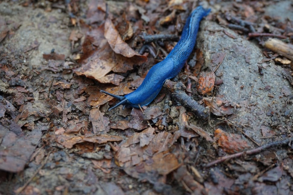 blue slug preview