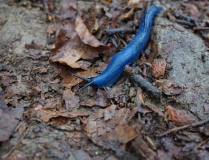 blue slug thumbnail