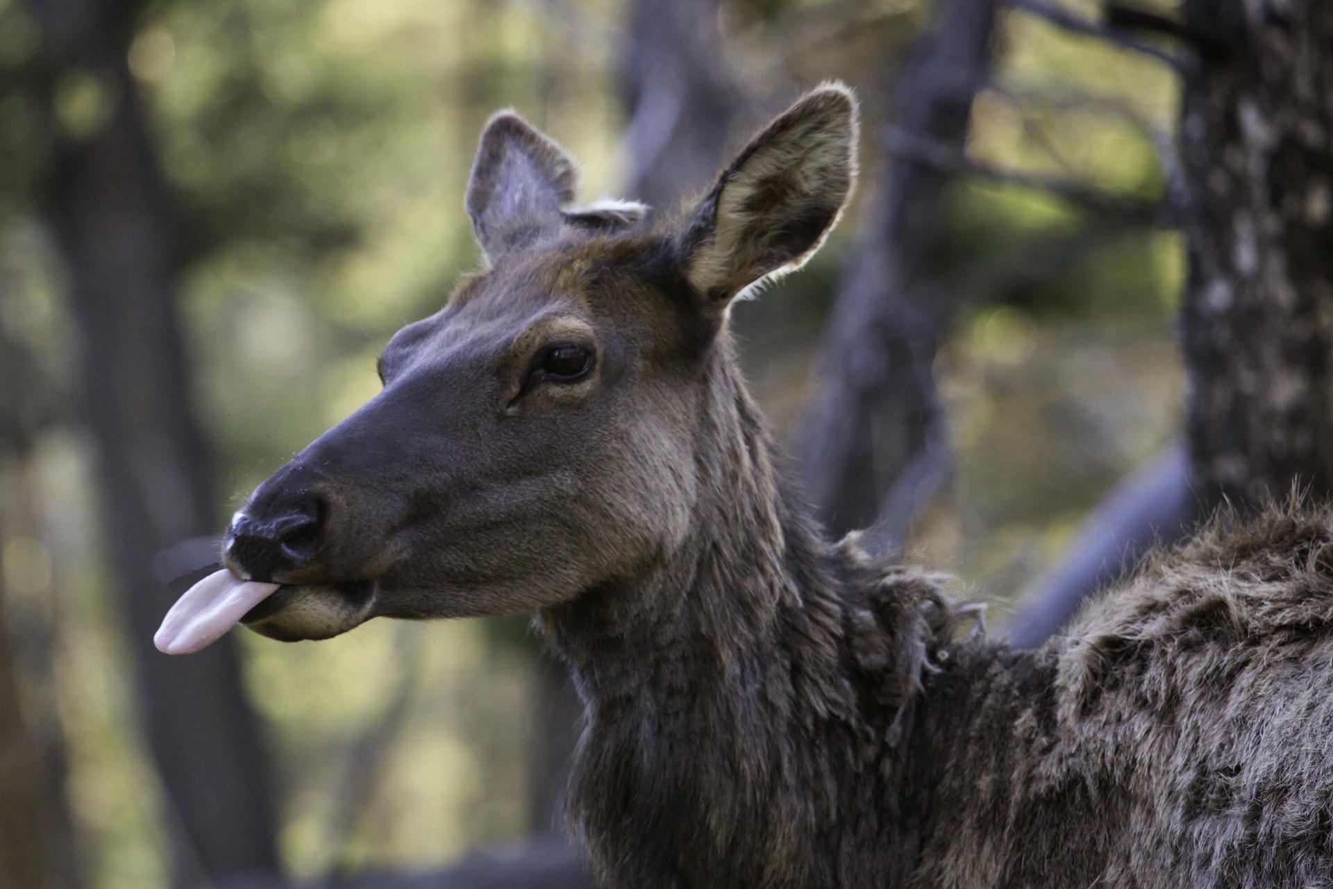 Cow Elk, Tongue, Female, Wildlife, one animal, animal themes