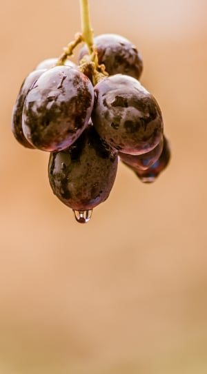 fruit branch with raindrops thumbnail
