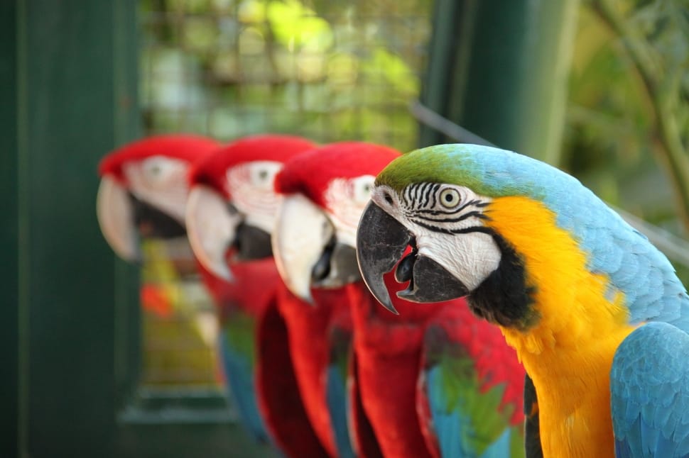 Nature, Tropical Birds, Arara, Bird, parrot, macaw preview