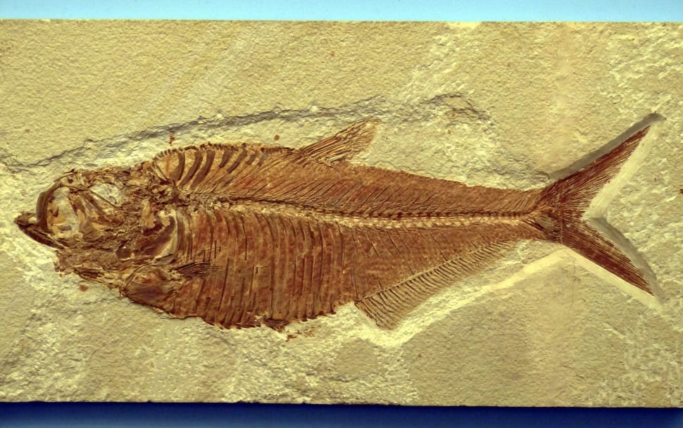 Fossils, Reprint, Fish, Historically, fossil, fish preview