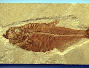 Fossils, Reprint, Fish, Historically, fossil, fish thumbnail