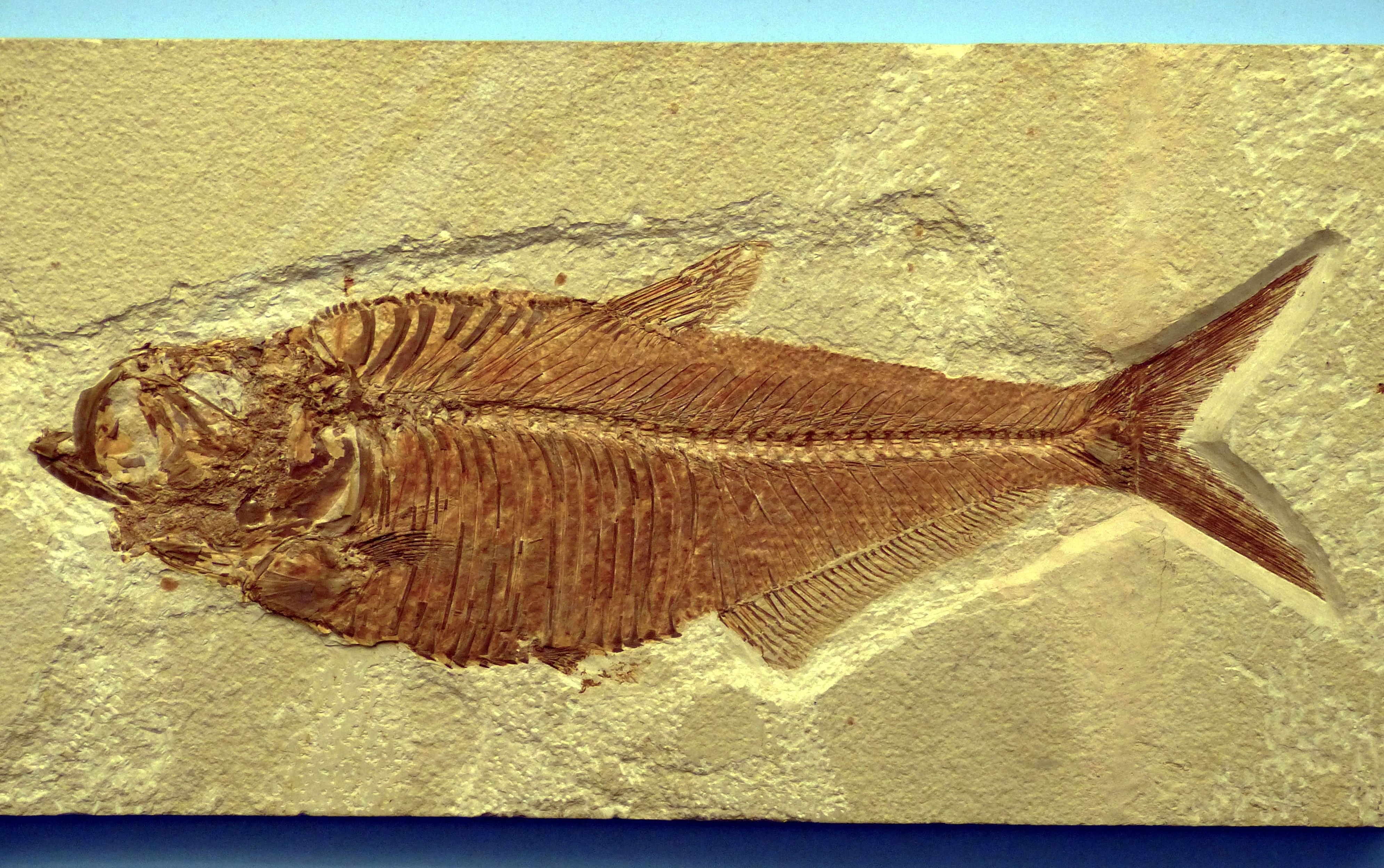 Fossils, Reprint, Fish, Historically, fossil, fish