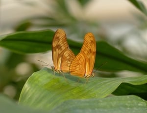 two butterfly matting on top of plant leaves thumbnail