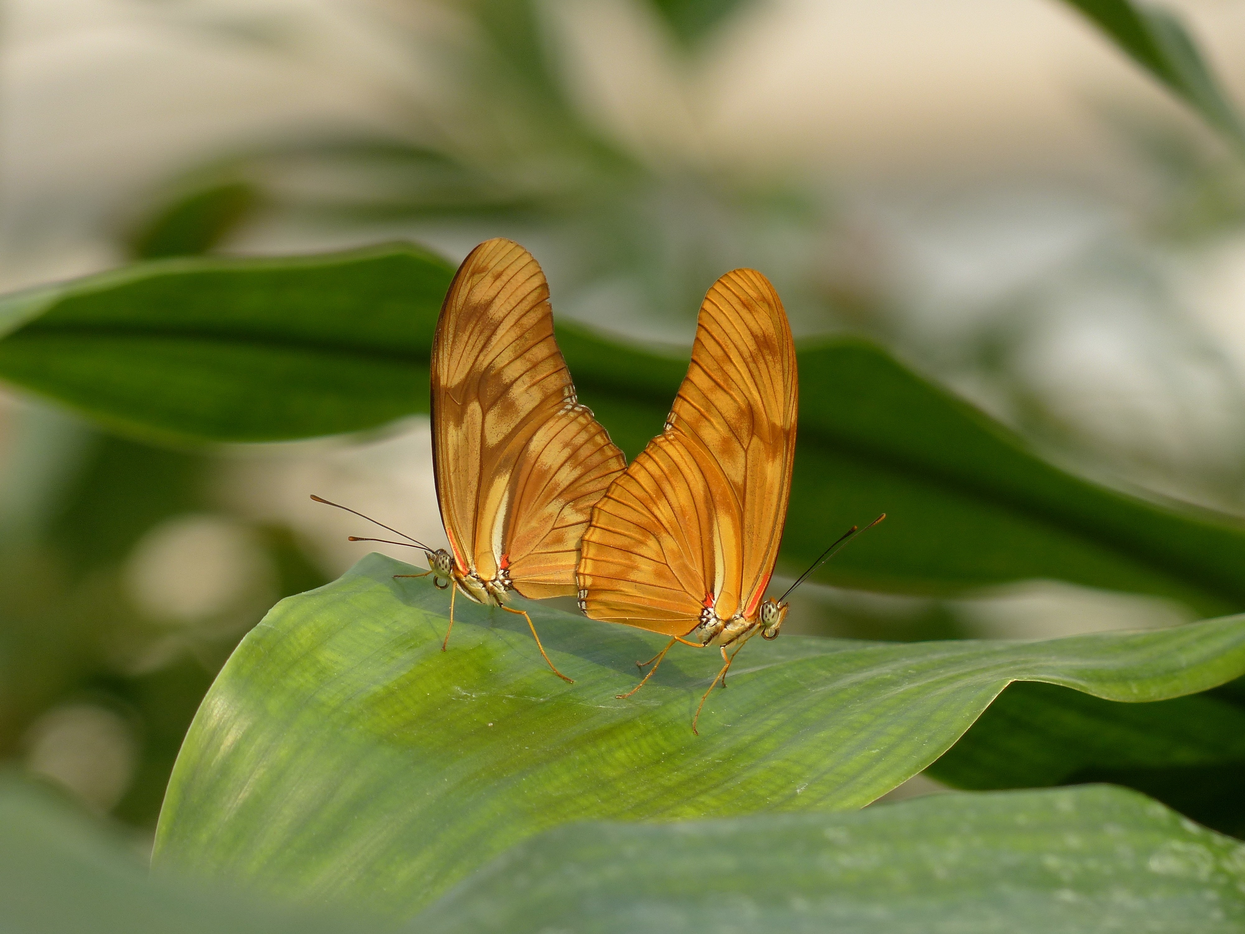 two butterfly matting on top of plant leaves