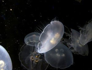 white jellyfish thumbnail