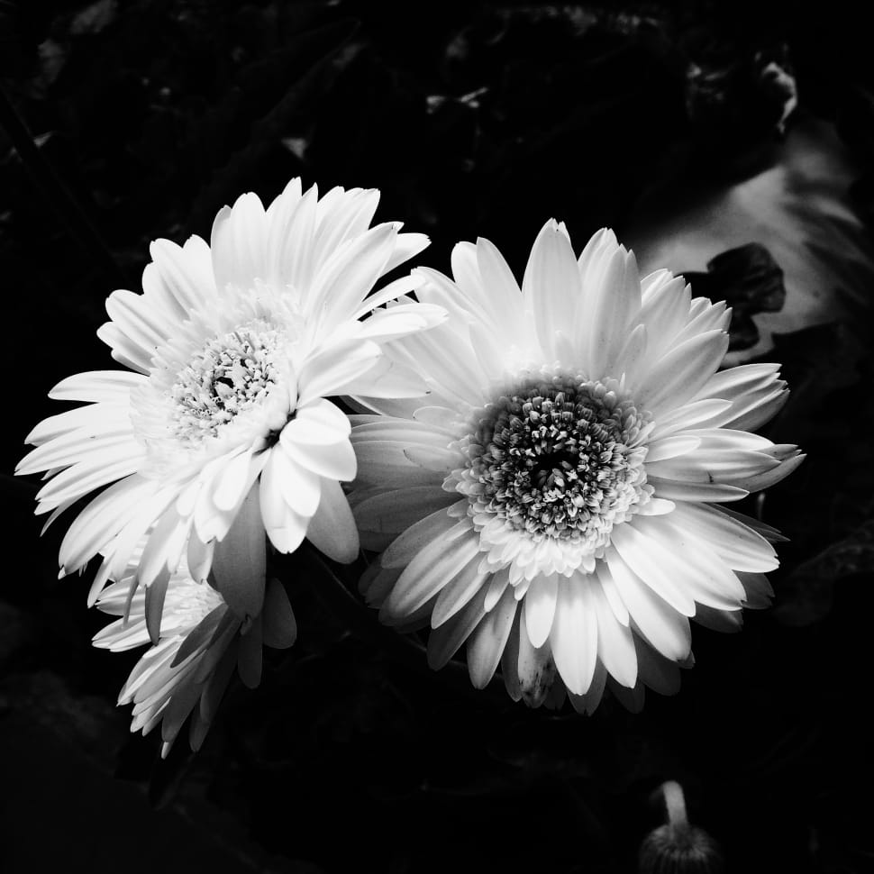 grayscale photo of two petaled flowers preview