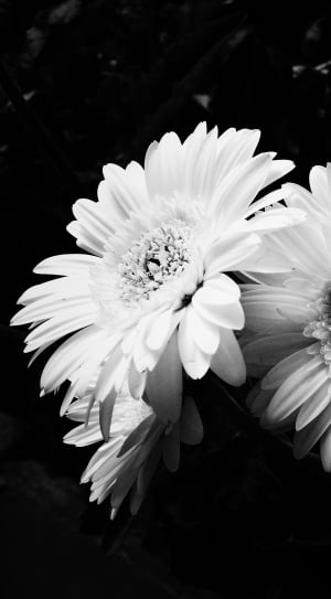 grayscale photo of two petaled flowers thumbnail