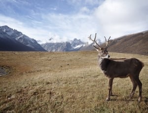 reindeer on field during daytime thumbnail