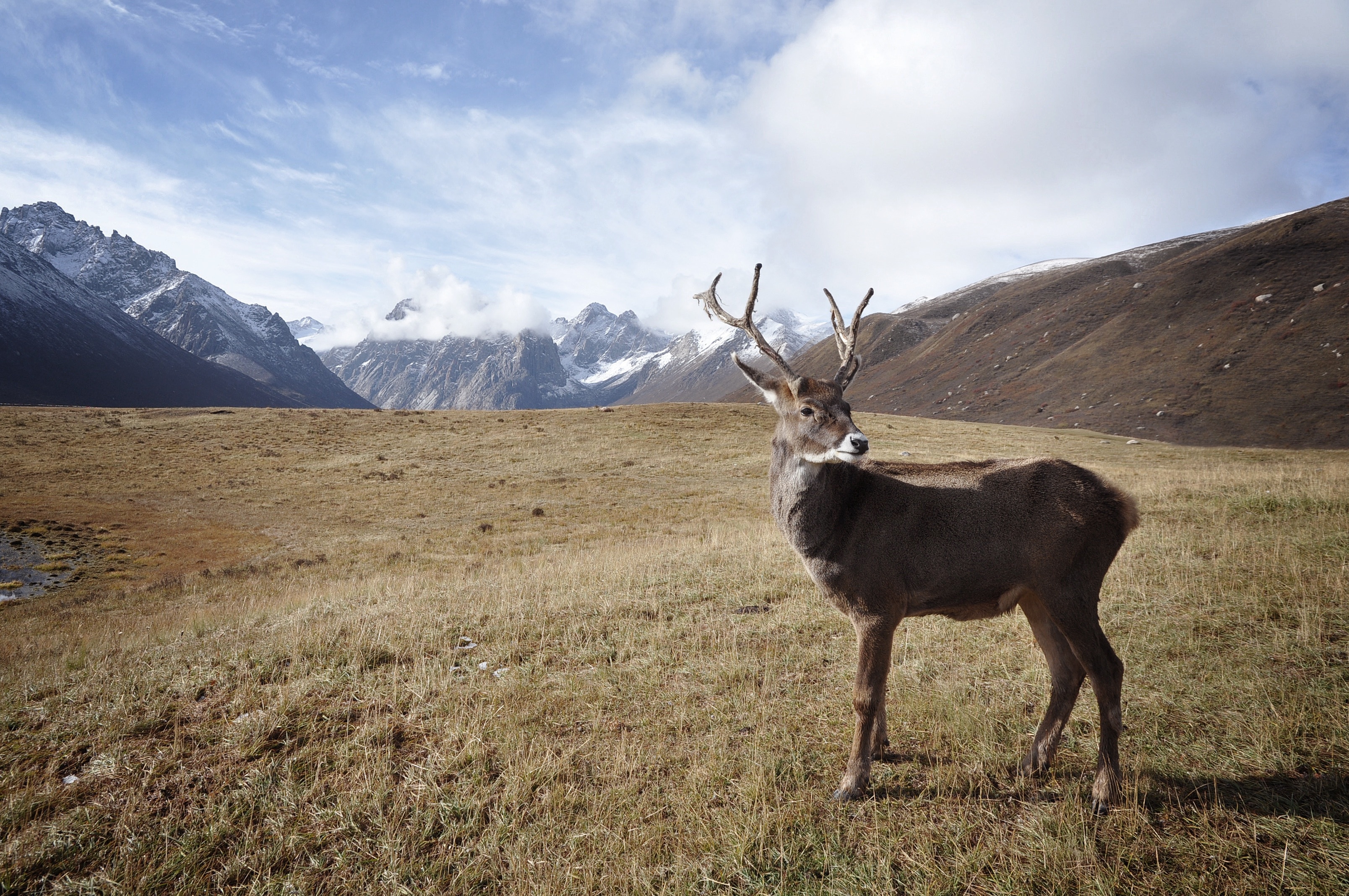 reindeer on field during daytime