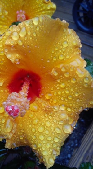 yellow hibiscus thumbnail