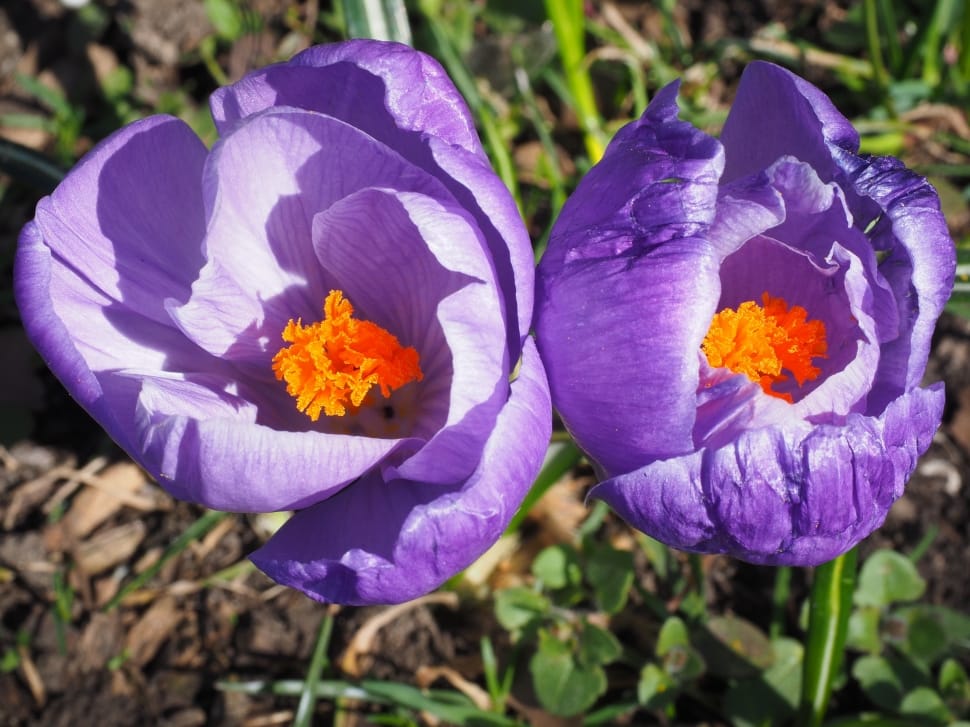 purple and orange petaled flowers preview
