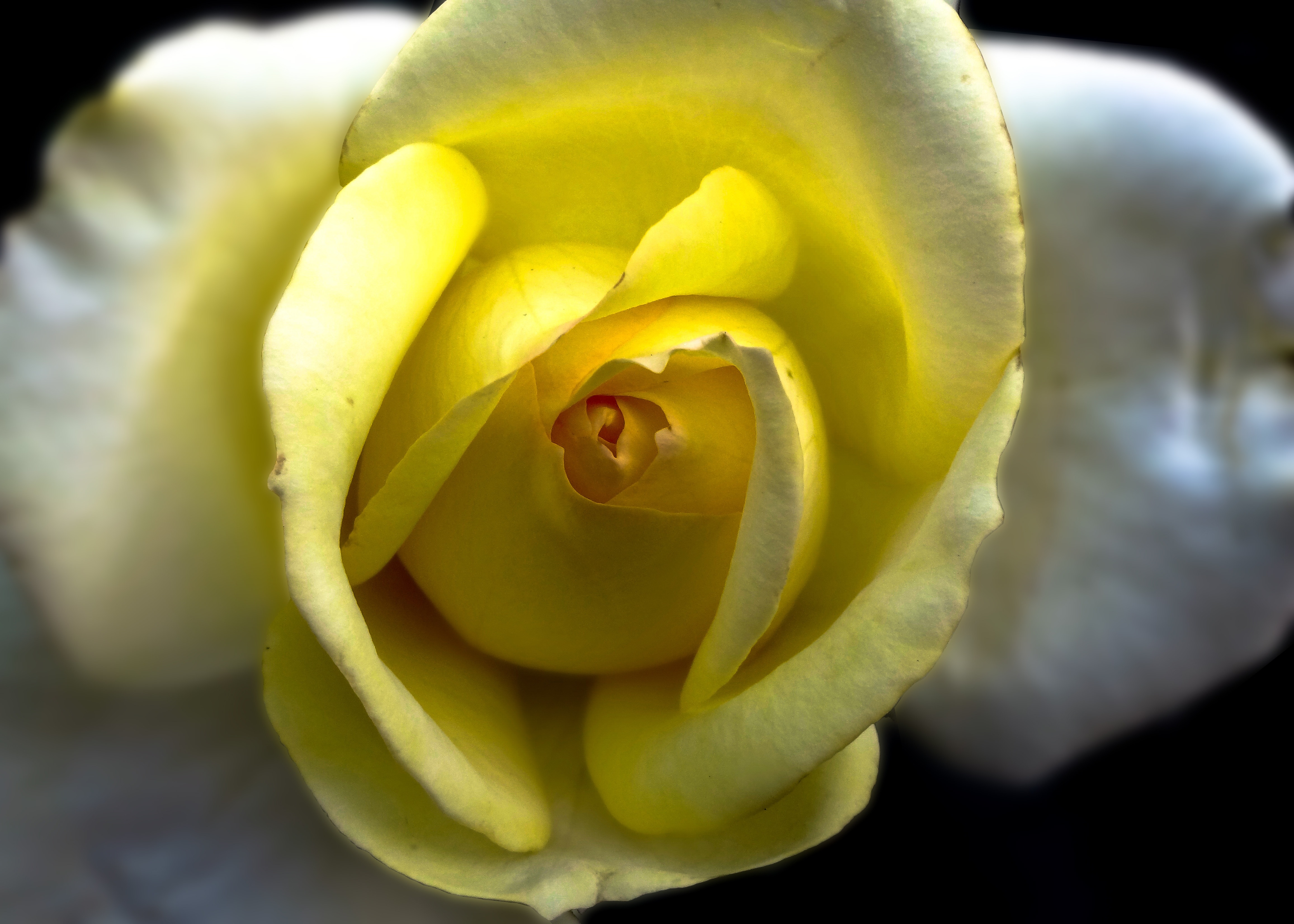 yellow and white petaled flower