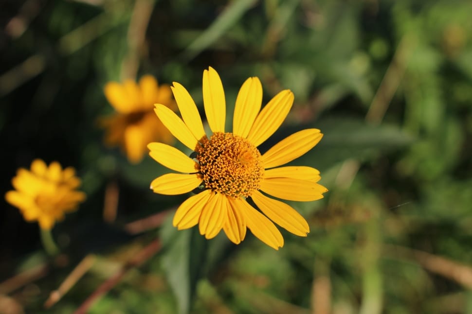 selective focus of yellow daisy preview