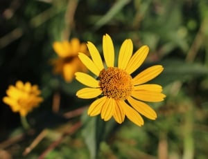 selective focus of yellow daisy thumbnail