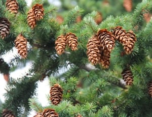 brown pine cone lot thumbnail