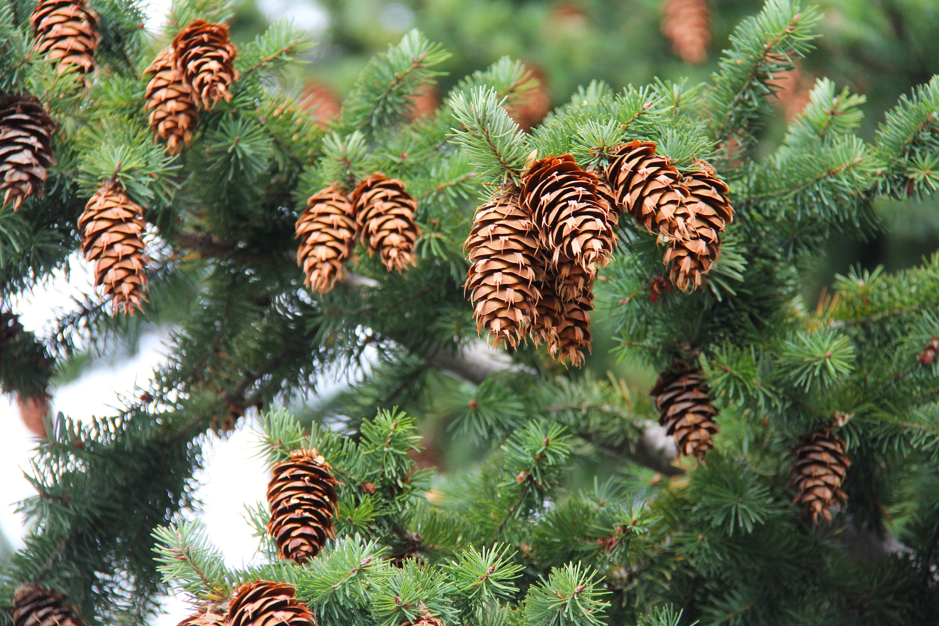 brown pine cone lot