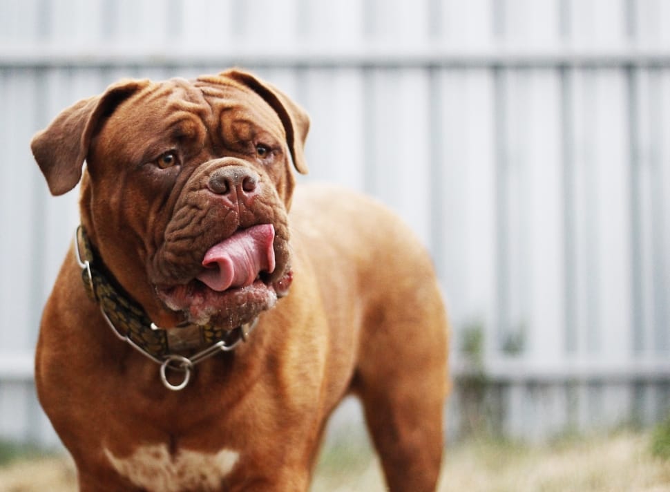 Dogue de sale bordeaux colors mahogany