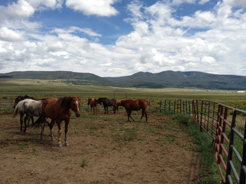 herd of horses inside a controlled area under blue skies preview