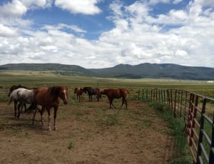 herd of horses inside a controlled area under blue skies thumbnail