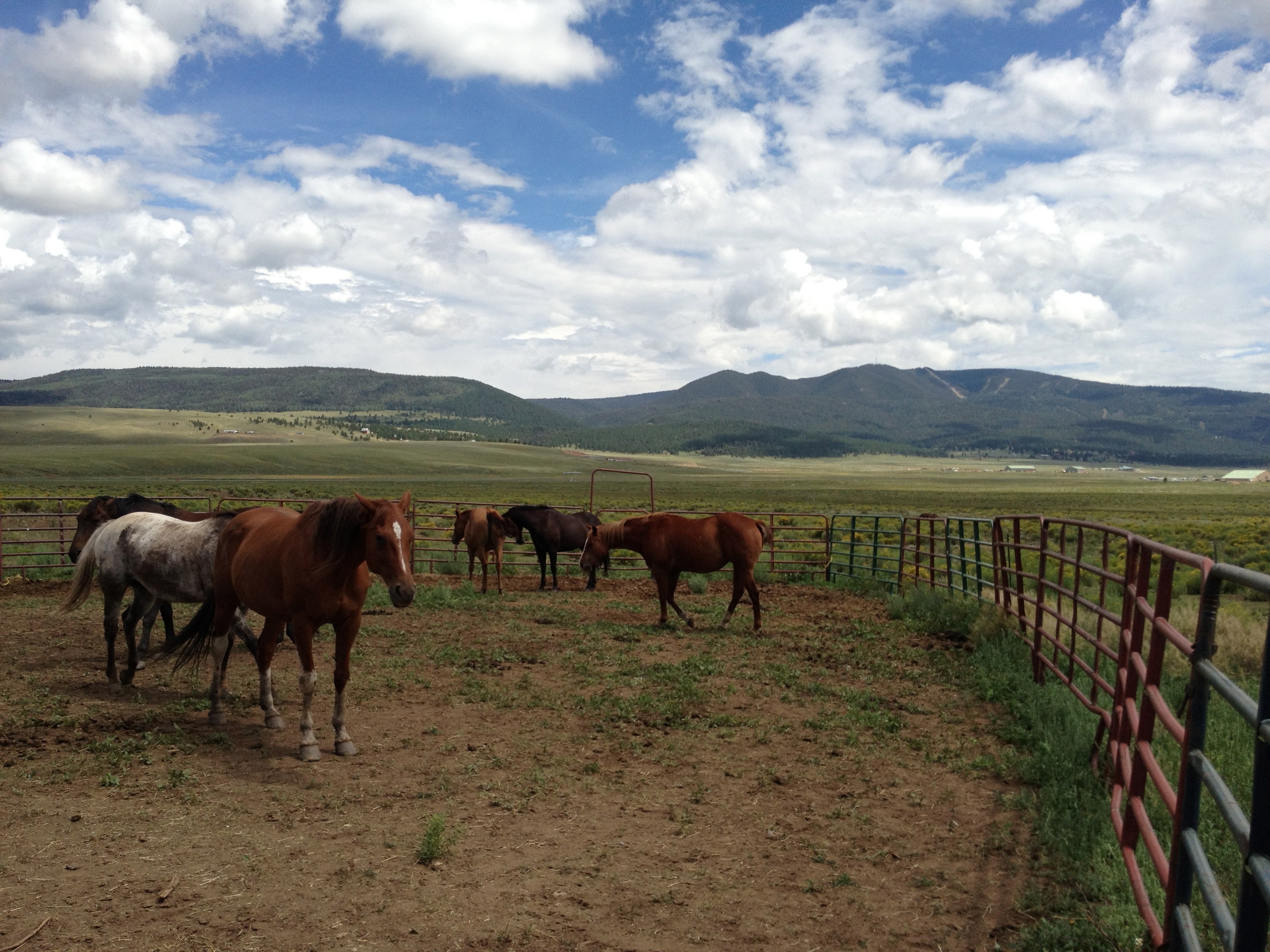 herd of horses inside a controlled area under blue skies