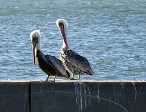 2 white and black pelicans thumbnail
