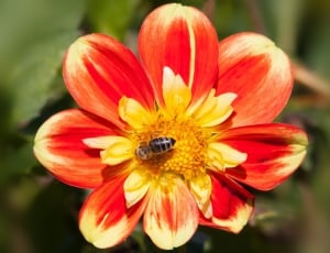 yellow white and red petaled flower thumbnail