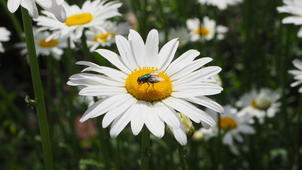 White Daisies, Daisy, White, Flower, flower, animals in the wild preview