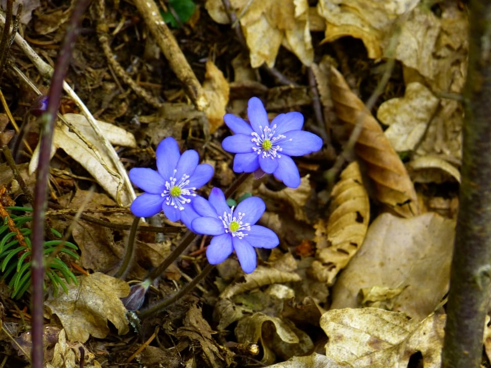 blue 8 petaled flower plant preview