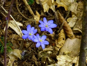blue 8 petaled flower plant thumbnail