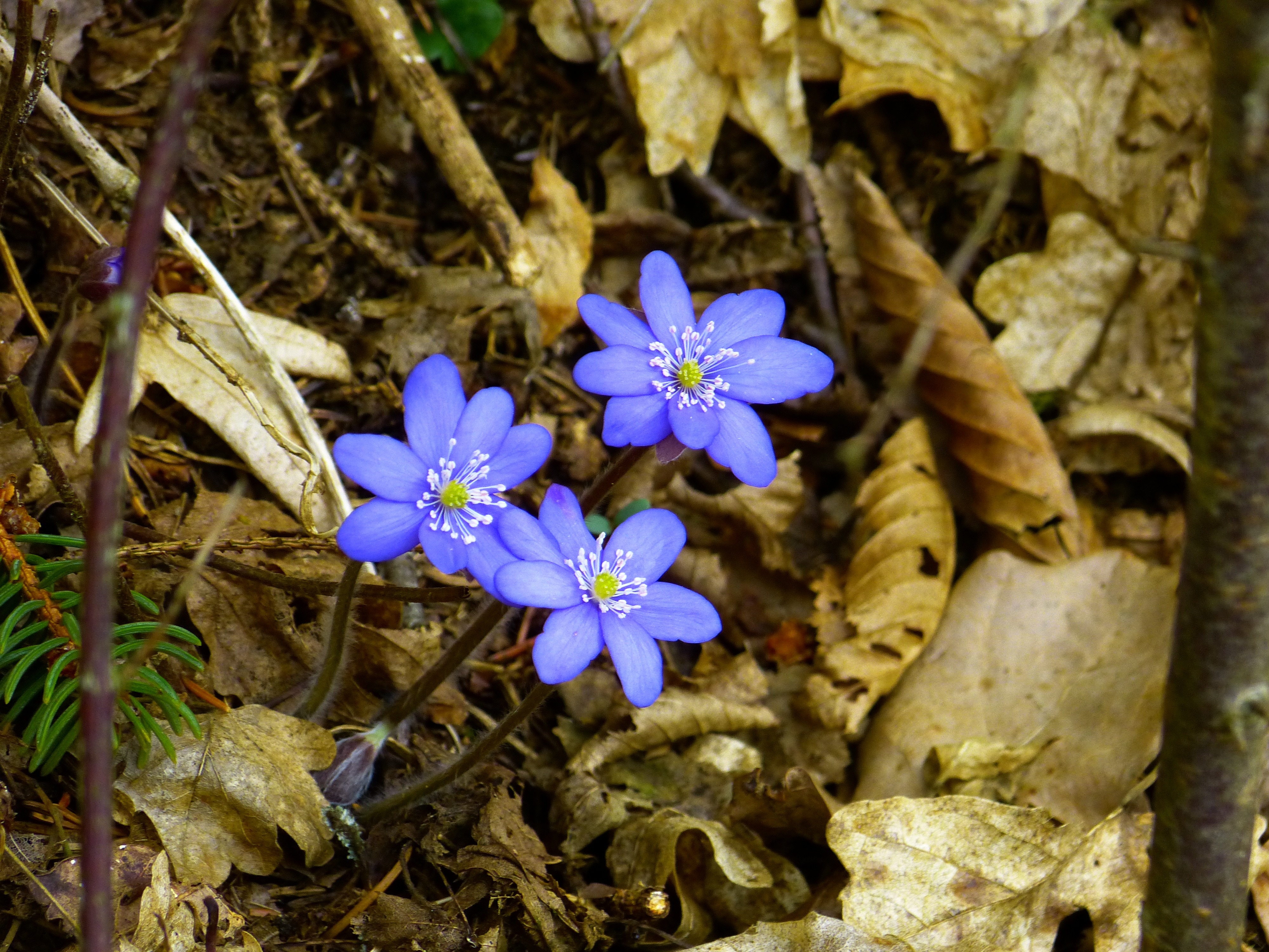 blue 8 petaled flower plant