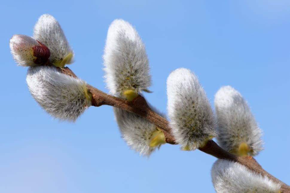 white-and-yellow willow flower blooms during daytime preview