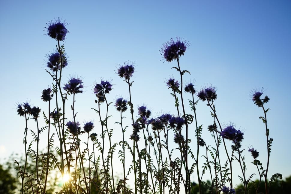 white dandelion preview