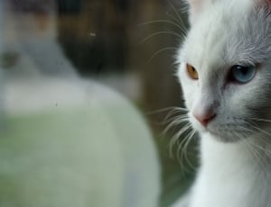 white short fur cat thumbnail