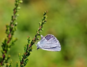 gray butterfly thumbnail